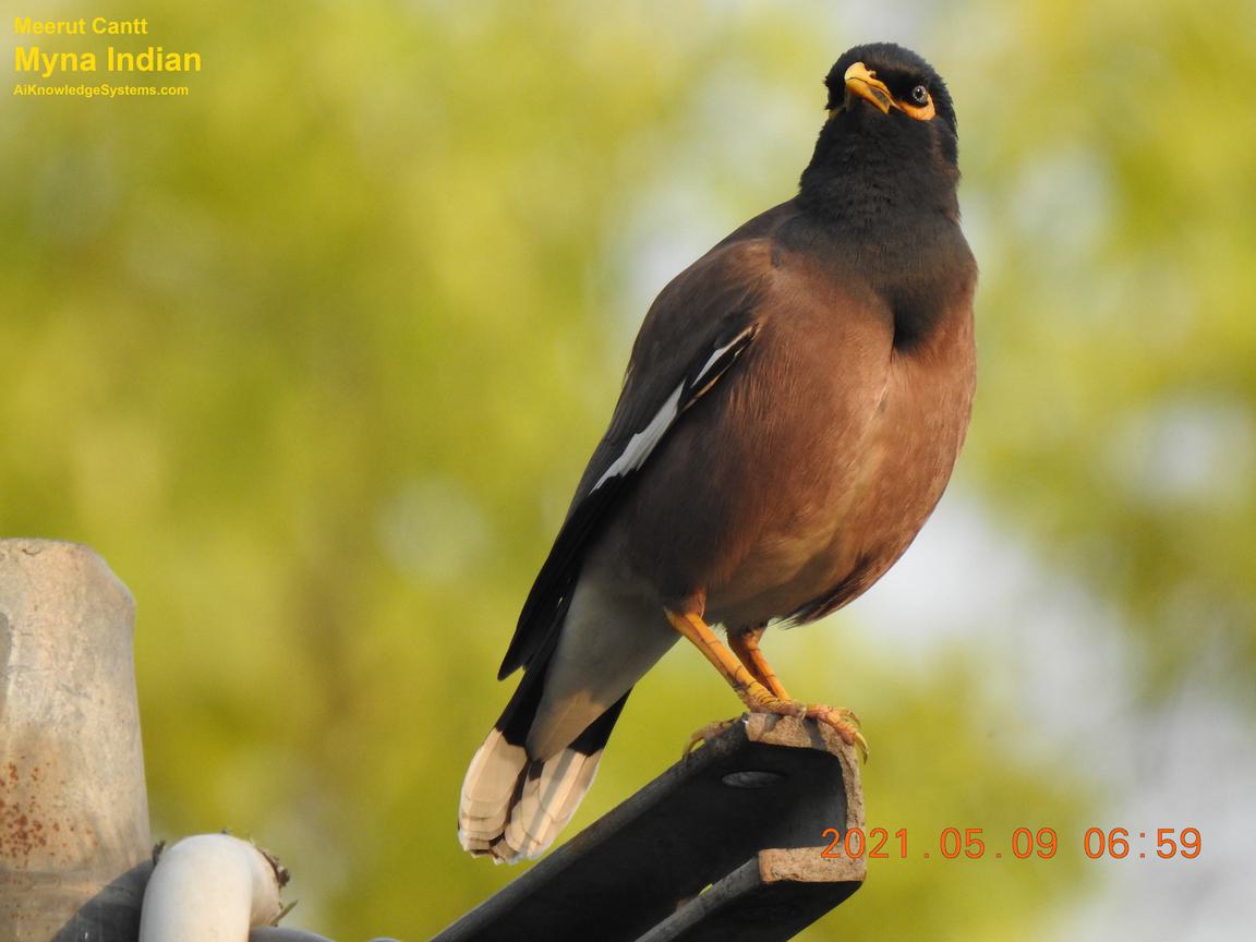 Myna (46) Coming Soon